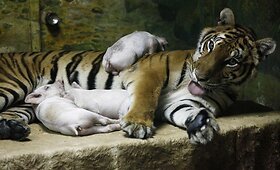 Tailande zoologijos sode gyvena taikūs tigrai
