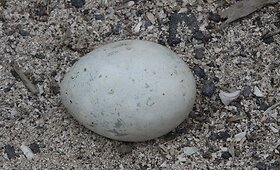 &bdquo;Galapagų&ldquo; konkursas: kuris kiau&scaron;inis &ndash; vėžlio?