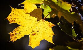 Rudens spalvų paletė sostinėje