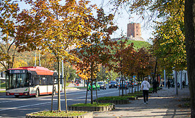 Vilniaus medžiai &ndash; ir gražūs, ir nuskurdę