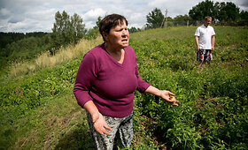 &Scaron;ernų siautėjimo padariniai Griovių kaime
