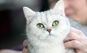 Vilniuje &ndash; jubiliejinė, penktoji tarptautinė kačių paroda