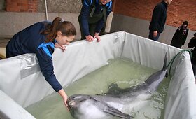 Į Graikiją antradienį i&scaron;skrido trys delfinai