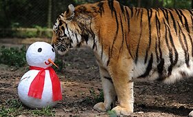 Zoologijos sodų gyventojai &scaron;venčia Kalėdas