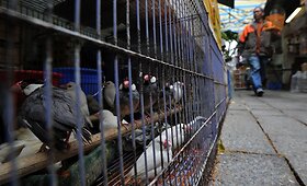 Honkongo pauk&scaron;tyne patvirtintas pauk&scaron;čių gripo atvejis