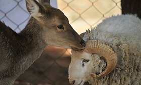 Kinijos zoologijos sode įvyko elnės ir avino vestuvės