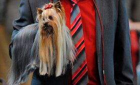 Birmingame prasidėjo 2012-ųjų &bdquo;Crufts&ldquo; &scaron;unų paroda