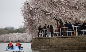 Kerinčio grožio japoni&scaron;kos vy&scaron;nios skelbia pavasarį Va&scaron;ingtone