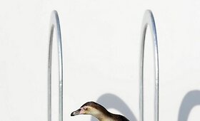 Pingvinai Londono zoologijos sode ruo&scaron;iasi 2012-ųjų olimpinėms žaidynėms