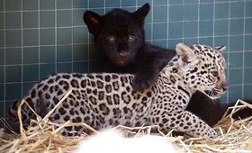 Jaguaro jaunikliai džiugina Berlyno zoologijos sodo lankytojus