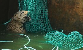Indijoje i&scaron;gelbėtas į vandens rezervuarą įkritęs laukinis leopardas 