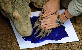 Sidnėjaus zoologijos sode padaryta beveik 4 tūkst. gyvūnų pėdų atspaudų
