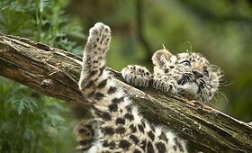 Itin retos rū&scaron;ies amūrinis leopardo jauniklis jau džiugina Prancūzijos zoologijos sodo lankytojų akis