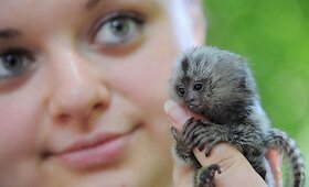 Vokietijos zoologijos sodą papildė trys delne telpančios marmozetės