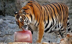 Romos zoologijos sodo augintiniai kar&scaron;tomis dienomis vai&scaron;inami ypatingais ledais