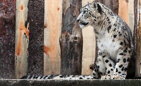 Snieginio leopardo patelė &ndash; Lietuvos zoologijos sodo nauja augintinė