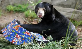 Tarongos zoologijos sodo augintiniai gavo kalėdinių dovanų