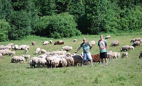 Antras pagal dydį Lietuvos avių ūkis Tel&scaron;iuose