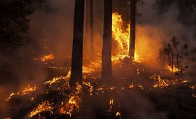 Kalifornijos valstijoje gaisras sunaikino daugiau kaip 65 tūkst. hektarų plotą