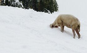 Austrijos vakaruose naktį gausiai snigo