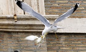 Vatikane paleistus karvelius užpuolė kiti pauk&scaron;čiai