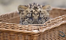 Berlyno zoologijos lankytojus džiugino dviejų mėnesių leopardas