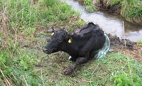Trakų rajone i&scaron;gelbėta neprižiūrėta ir nusilpusi karvė