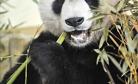 Į Edinburgo zoologijos sodą i&scaron; Kinijos atkeliavo didžiųjų pandų porelė 