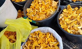 Latviai grybus veža pilnomis bagažinėmis