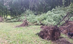 &Scaron;kvalas Kauno Neries krantinėje vartė medžius