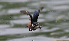 Fotoaparatu užfiksuota tulžio medžioklė