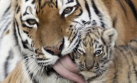 &bdquo;Rojev Ručei&ldquo; zoologijos sode lankytojus žavi mažieji Amūro tigrų jaunikliai