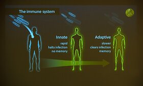 Nobelio medicinos premija - už imuninės sistemos tyrimus