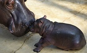 Berlyno zoologijos sode naujas gyventojas &ndash; begemoto jauniklis