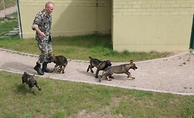 Pasieniečiai įsigijo keturis jaunus vokiečių aviganius