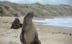 Naujosios Zelandijos pietų salos pakrančių gyventojai