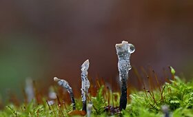 Gruodžio vidury &ndash; grybai ir gėlės