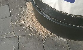 Vabzdžiai Vilniaus J.Jasinskio gatvėje
