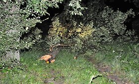 Naktį &scaron;alyje praūžęs &scaron;kvalas vartė medžius, žaibai raižė dangų