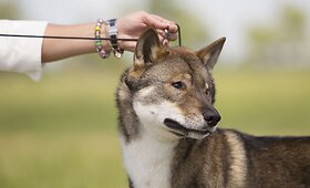 Liepos Norkevičienės &scaron;uo Riku