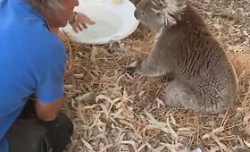 Gaisrai Australijoje naikina koalų populiaciją