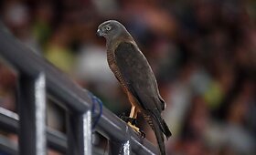 &bdquo;Australian Open&ldquo; ketvirta diena alsavo didžiuliu kar&scaron;čiu