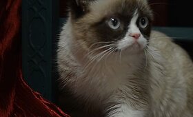 Katė Grumpy