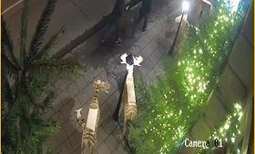Užfiksuota, kaip vandalai niokoja &bdquo;Sugamour&ldquo; kalėdines dekoracijas