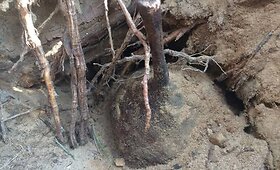 Archeologinė sensacija Lenkijoje &ndash; rastas 2 tūkst. metų senumo kapinynas