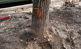 Sužalotos liepos Vilniaus Didlaukio gatvėje