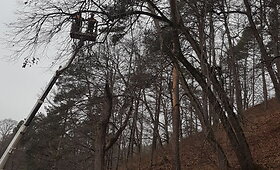 Medžių genėjimas Verkių regioniniame parke