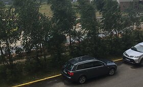 Beržai Vilniaus Pavilnionių gatvėje