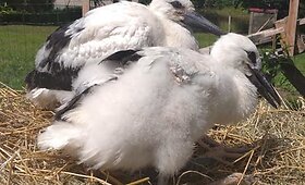 Paplauskų sodyboje Kėdainių rajone gyvenantys gandrai