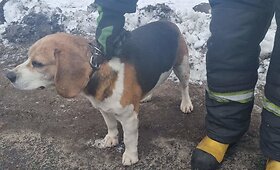 Ugniagesių i&scaron;gelbėtas biglis